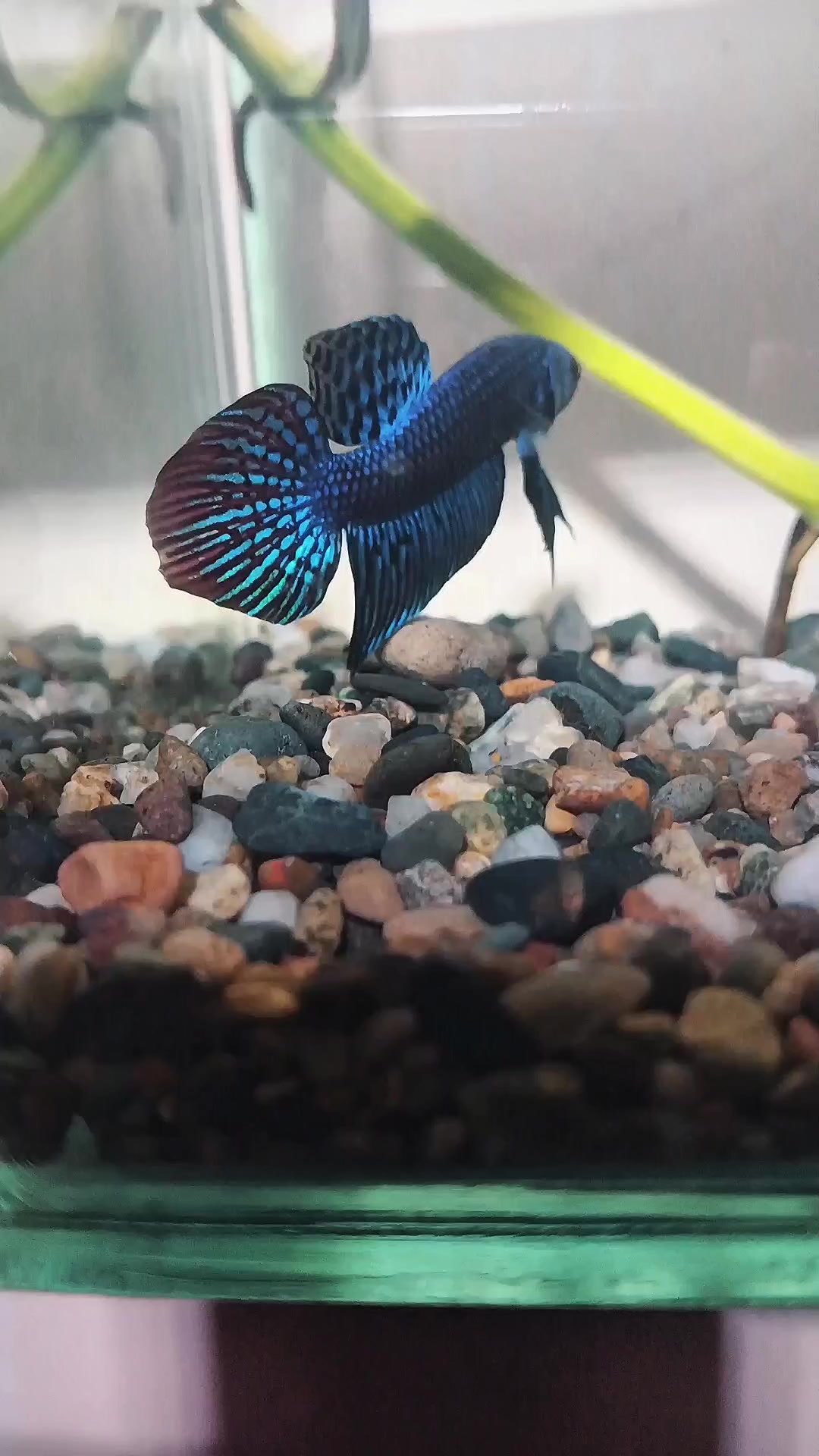 @JRISON.Betta