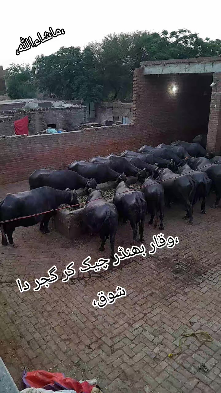 @Honey singh('gujjar')