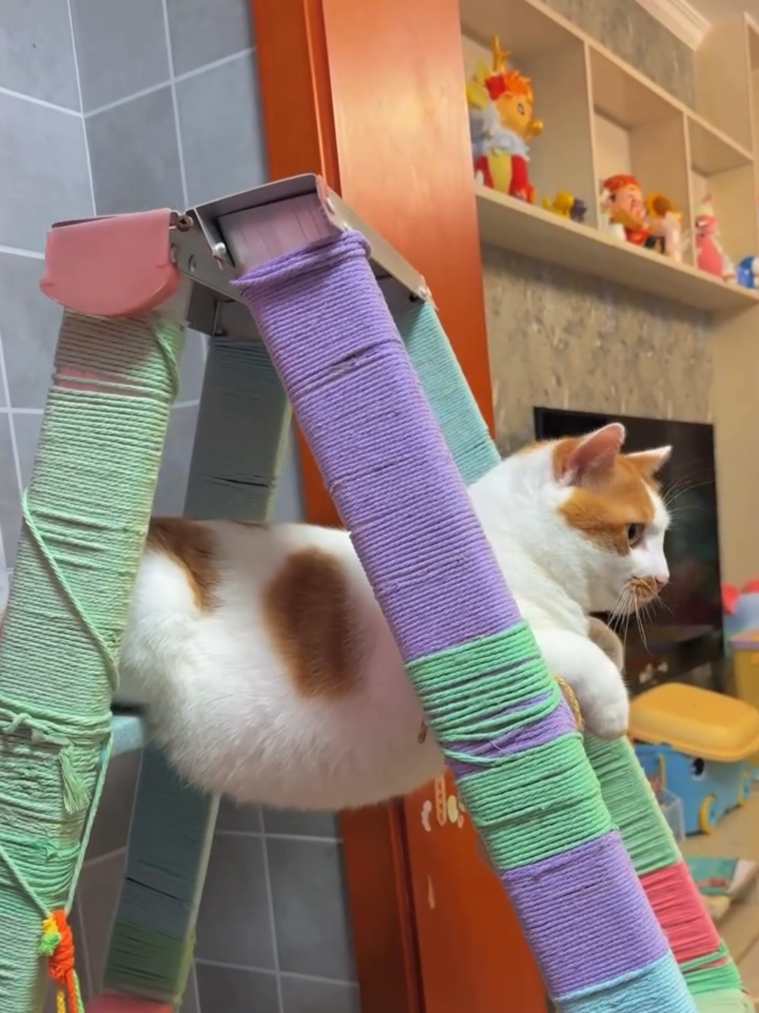 @Chonky World Of Cats