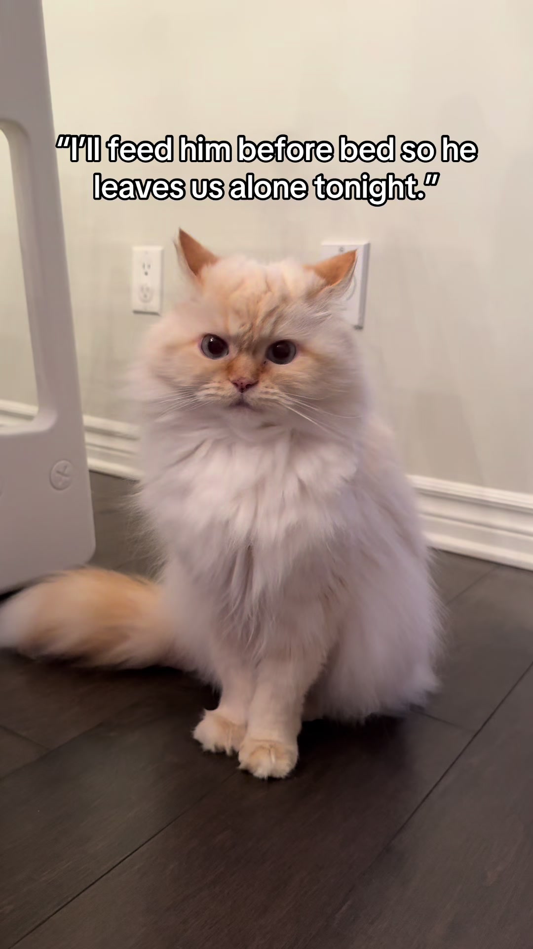 @Krista & Cats: BamBam & Bonnie