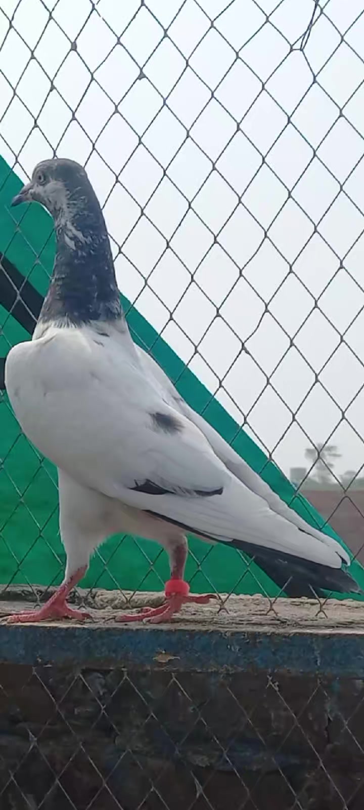 @Ranakasuripigeon