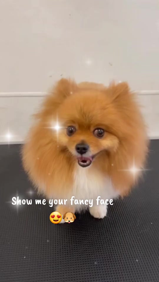 @Maru Maru Pet Services