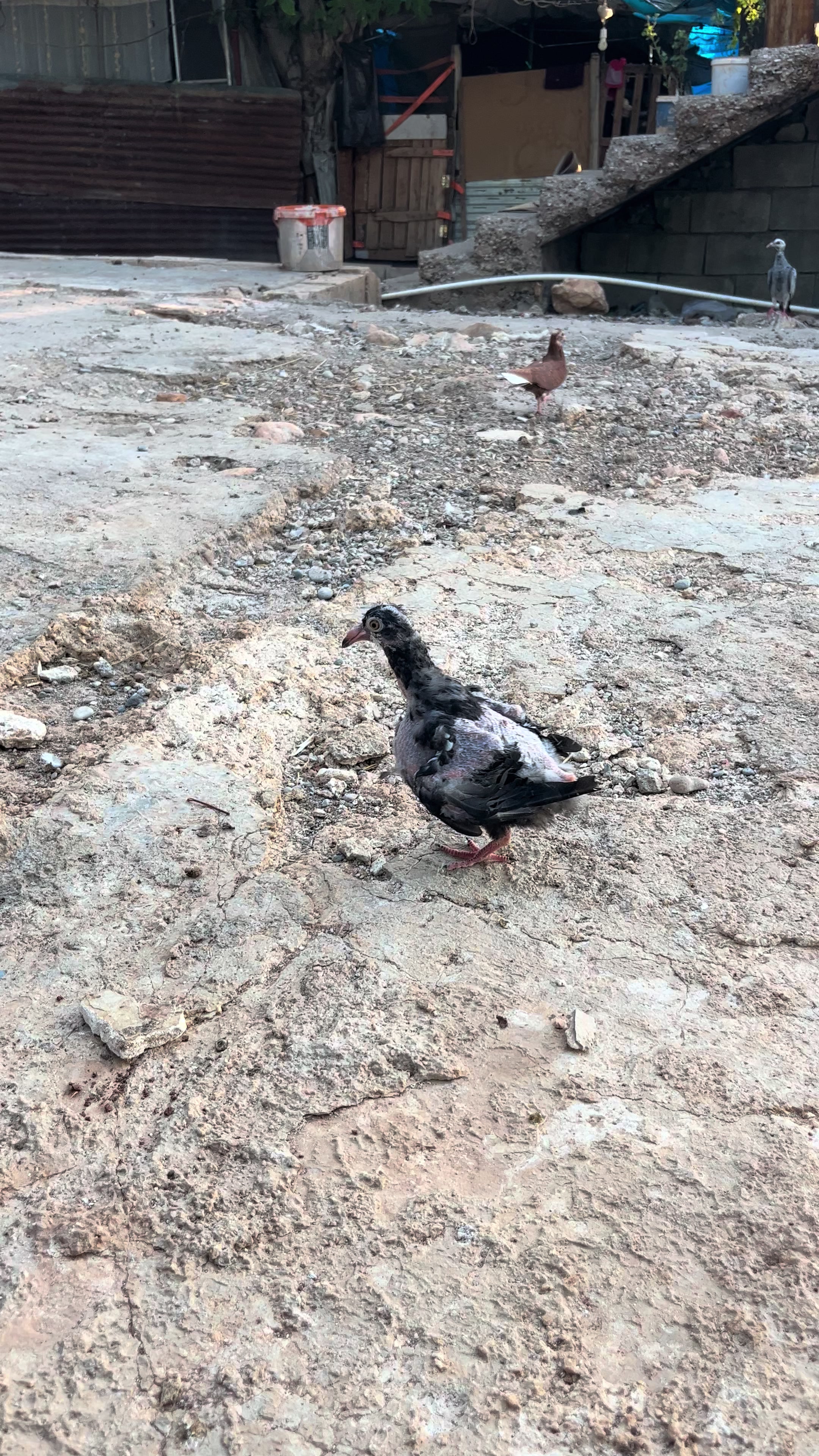 @başkoo♻️