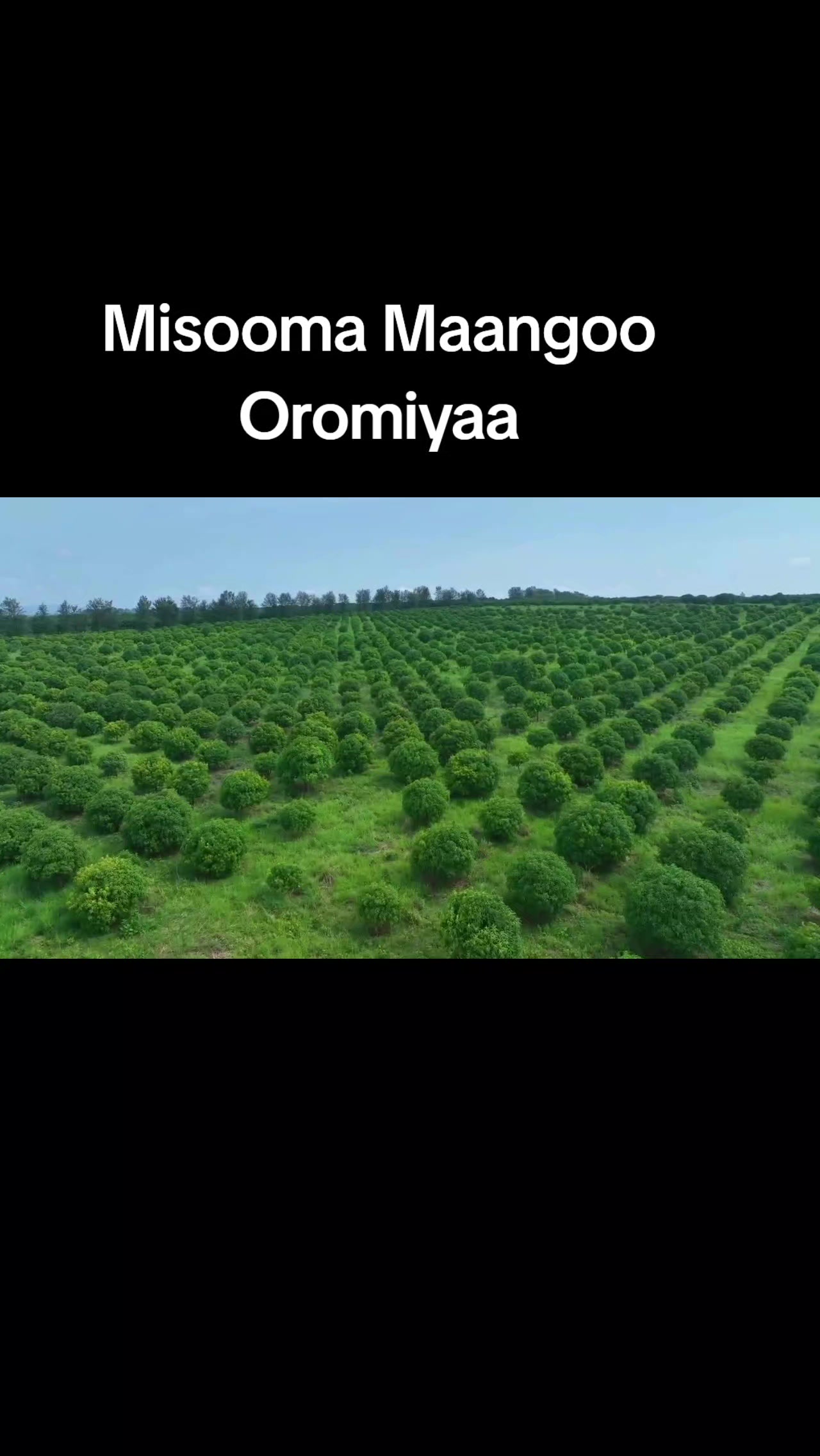 @Shimallis Abdisa Parody