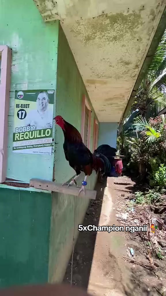 @Big Backyard 🐓🐓