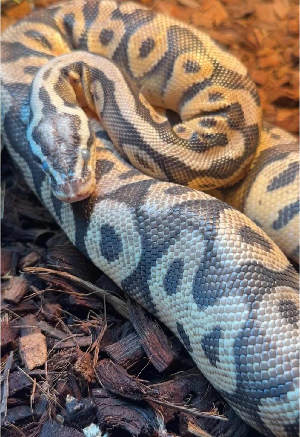 @Jax&rsquo;s Reptiles!