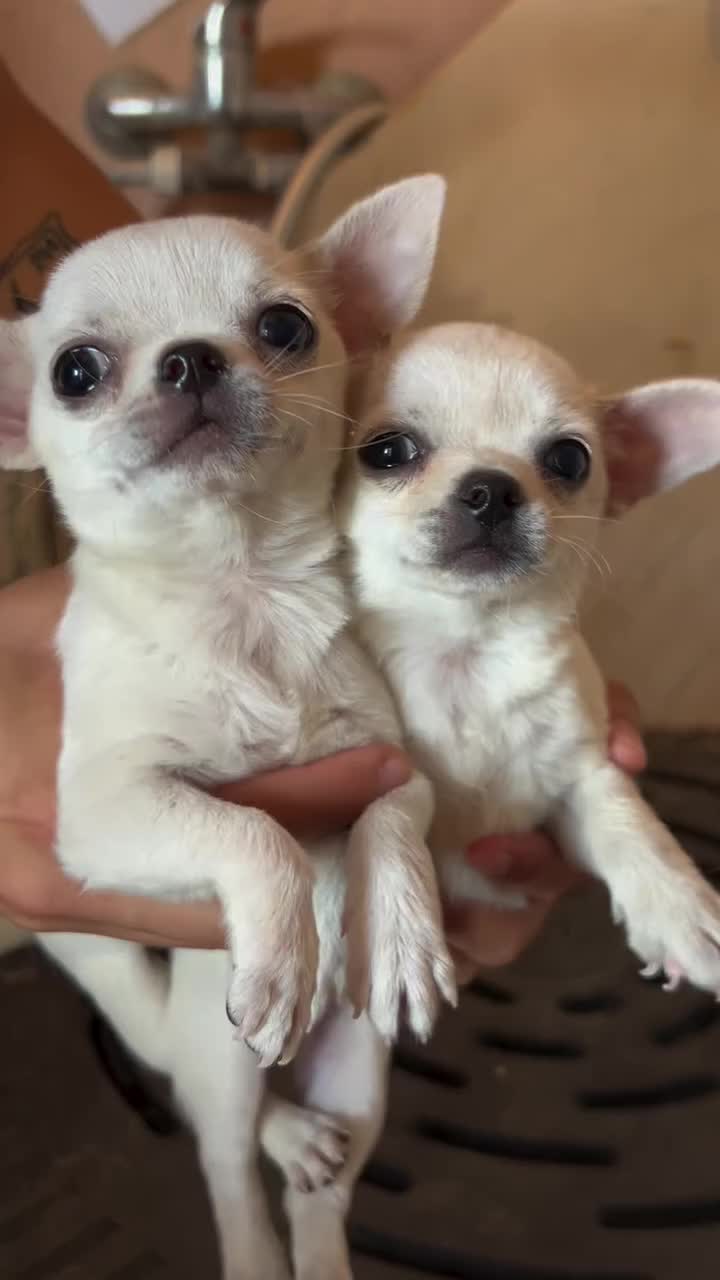 @chihuahuaxlovers