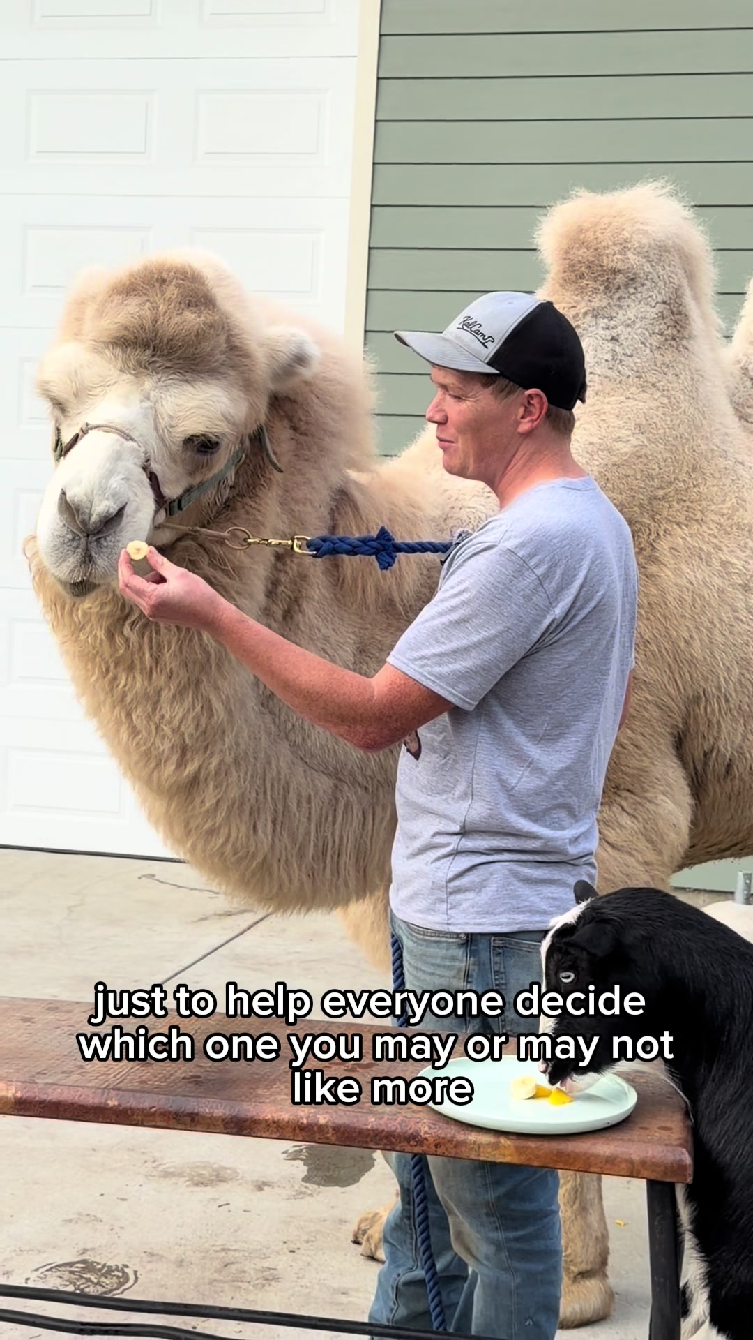 @MayhemTheCamel