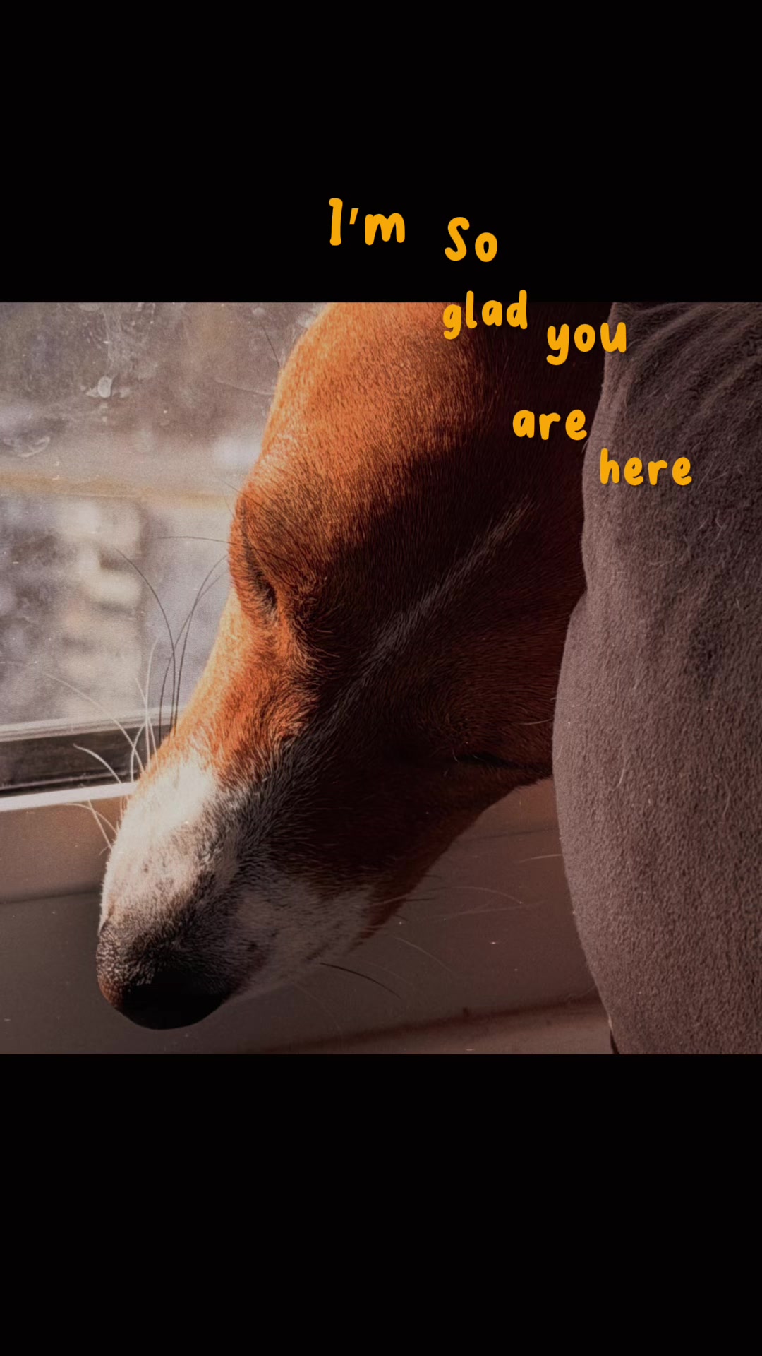 @imagoodfox