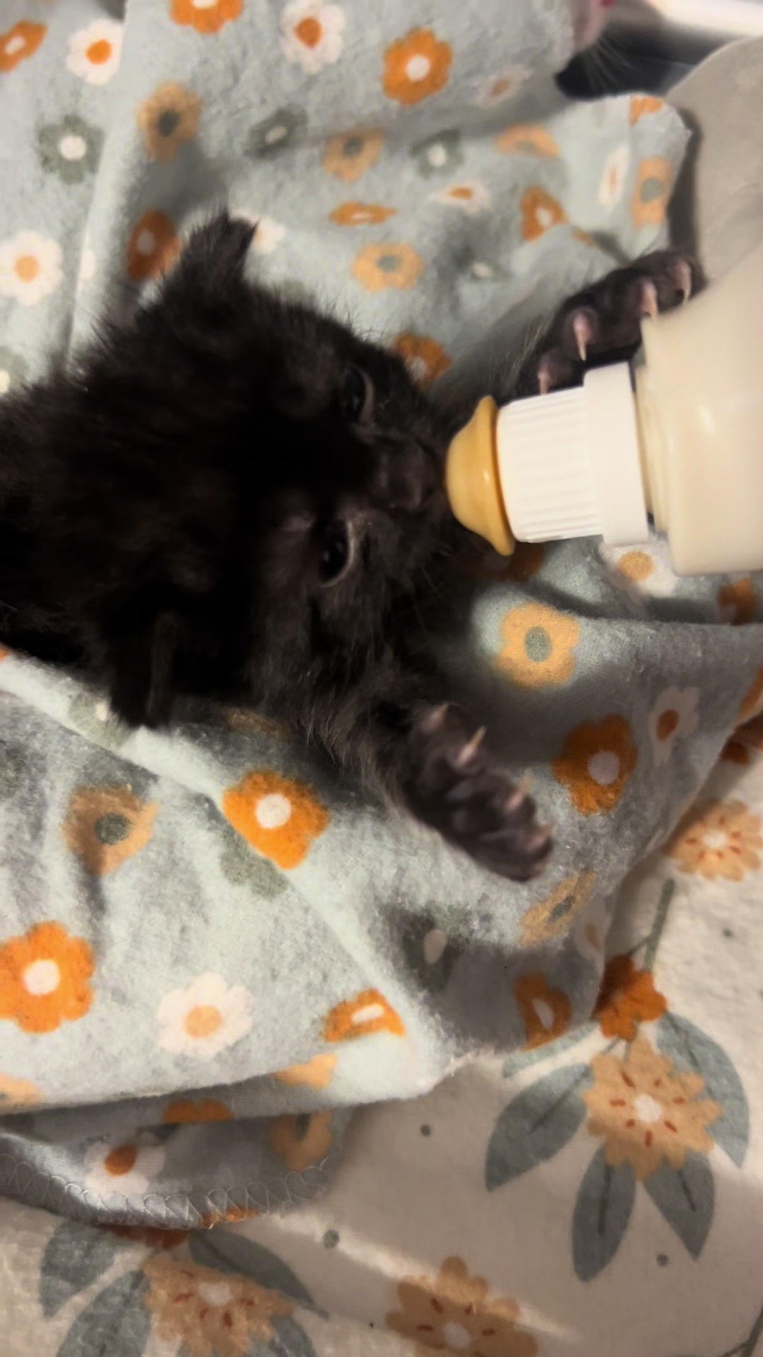 @Kitten.mama
