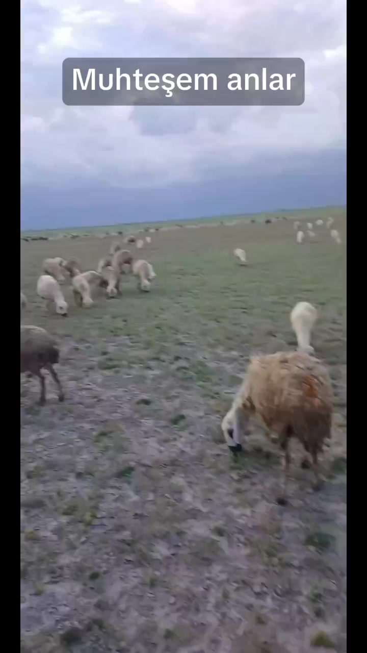 @Mustafa Doğan14667