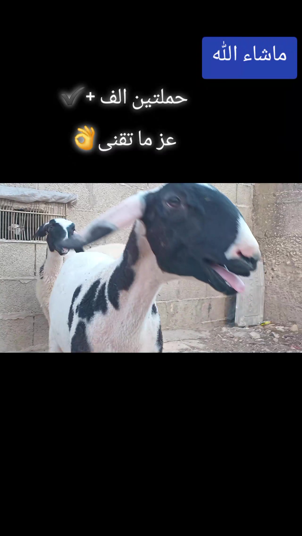 @bashar