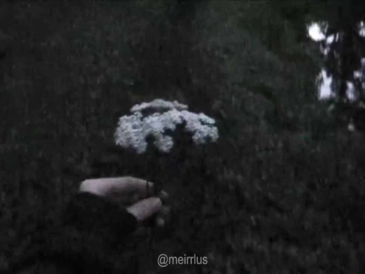 @meirlus