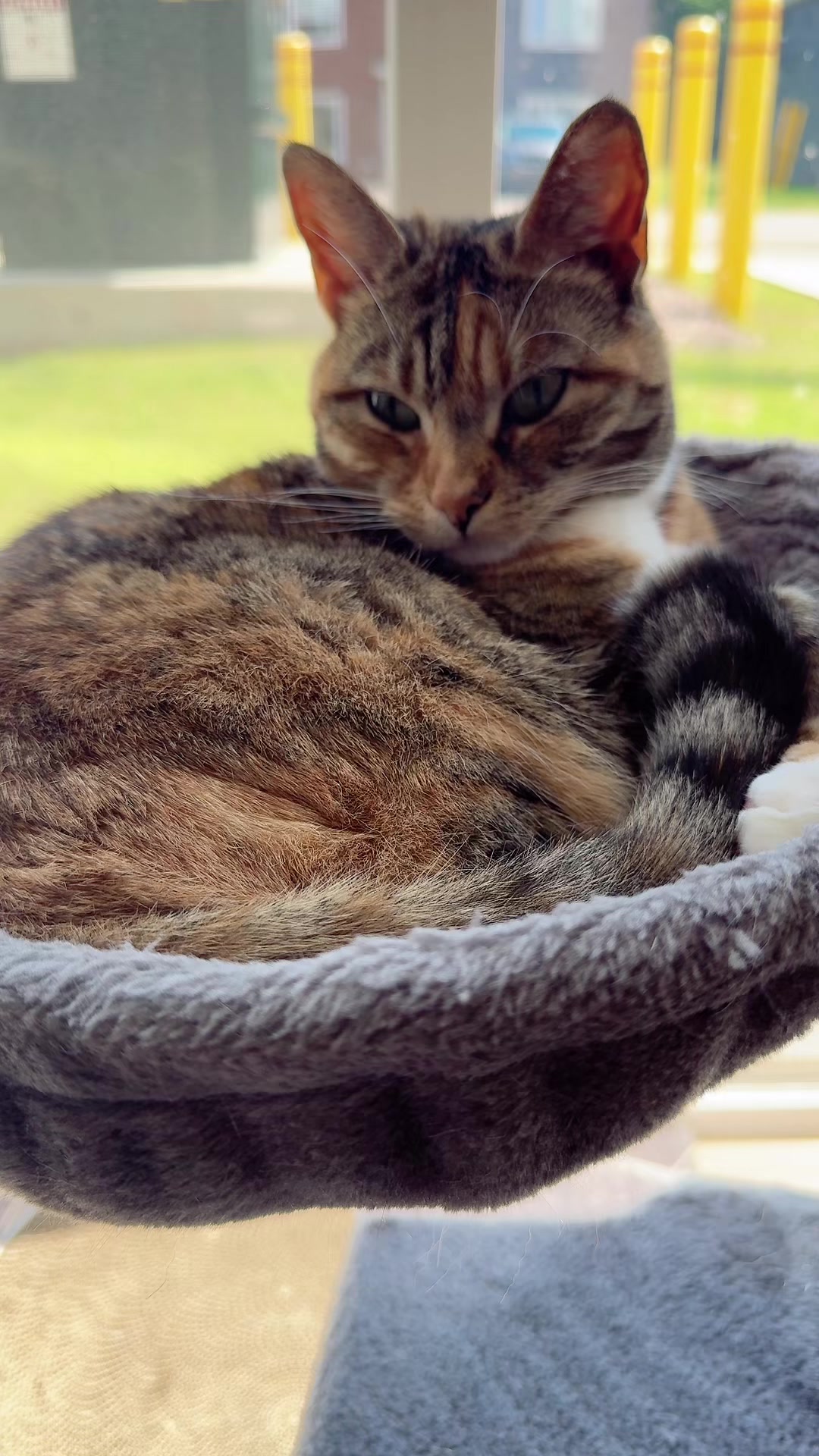 @tattooed_catlady🖤