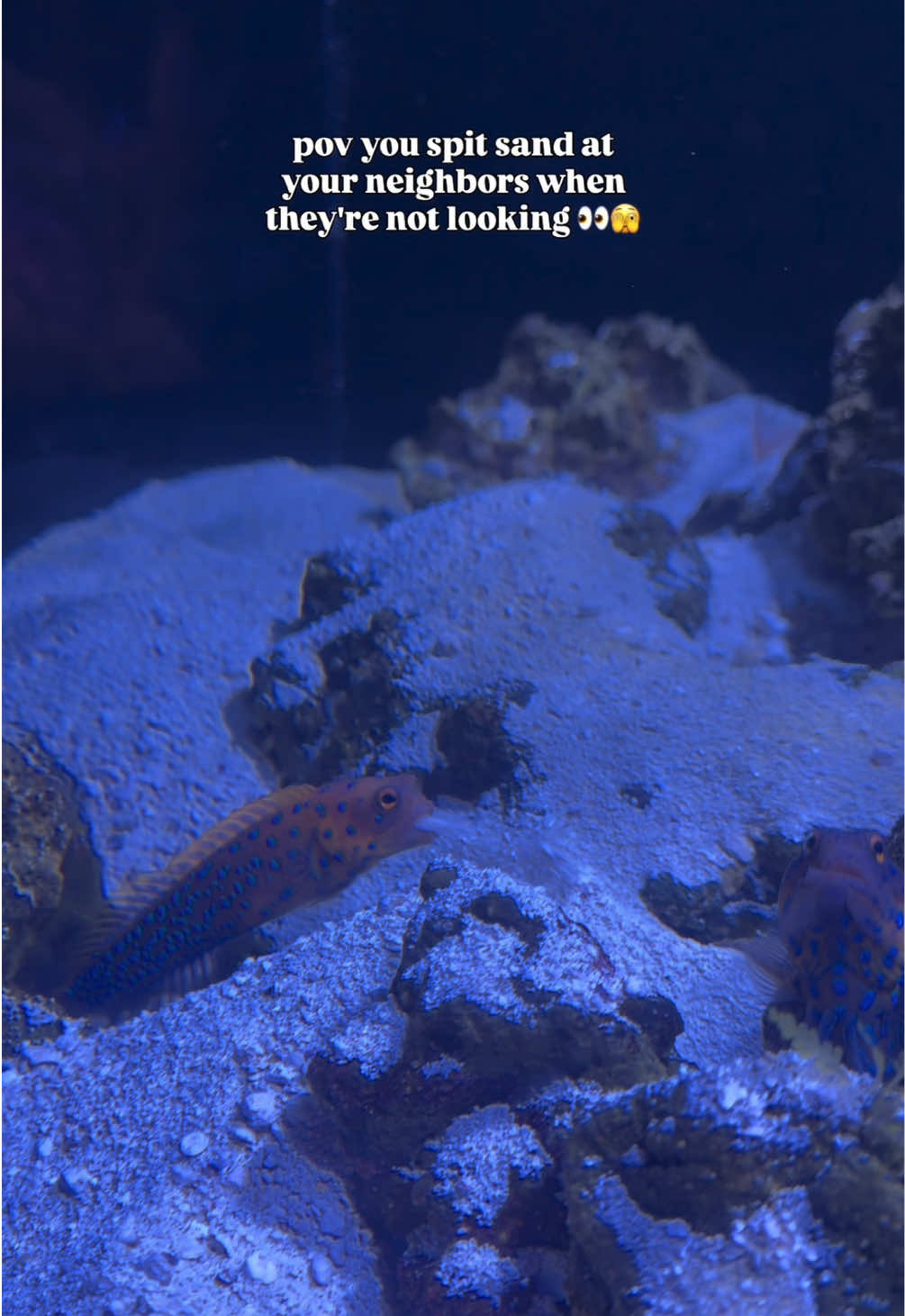 @The Florida Aquarium