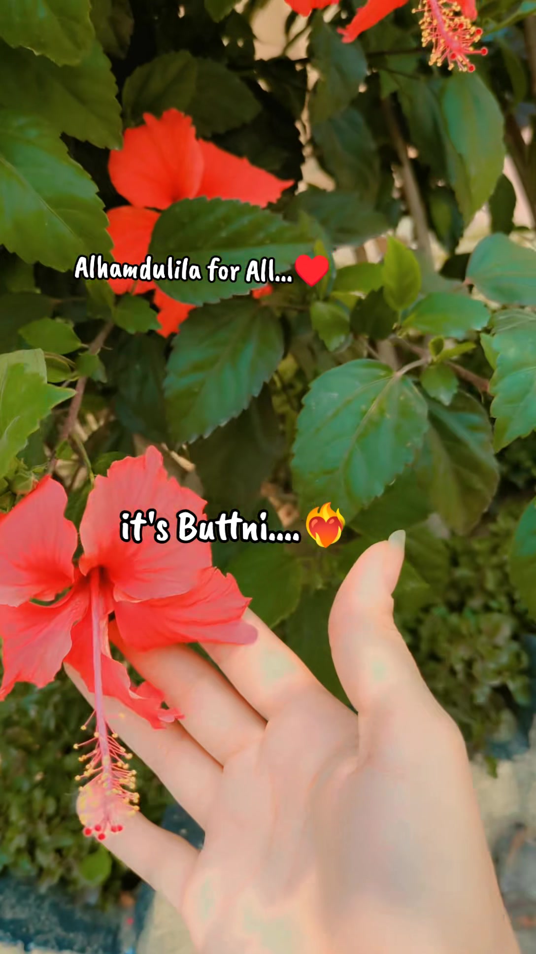 @Buttni sahiba