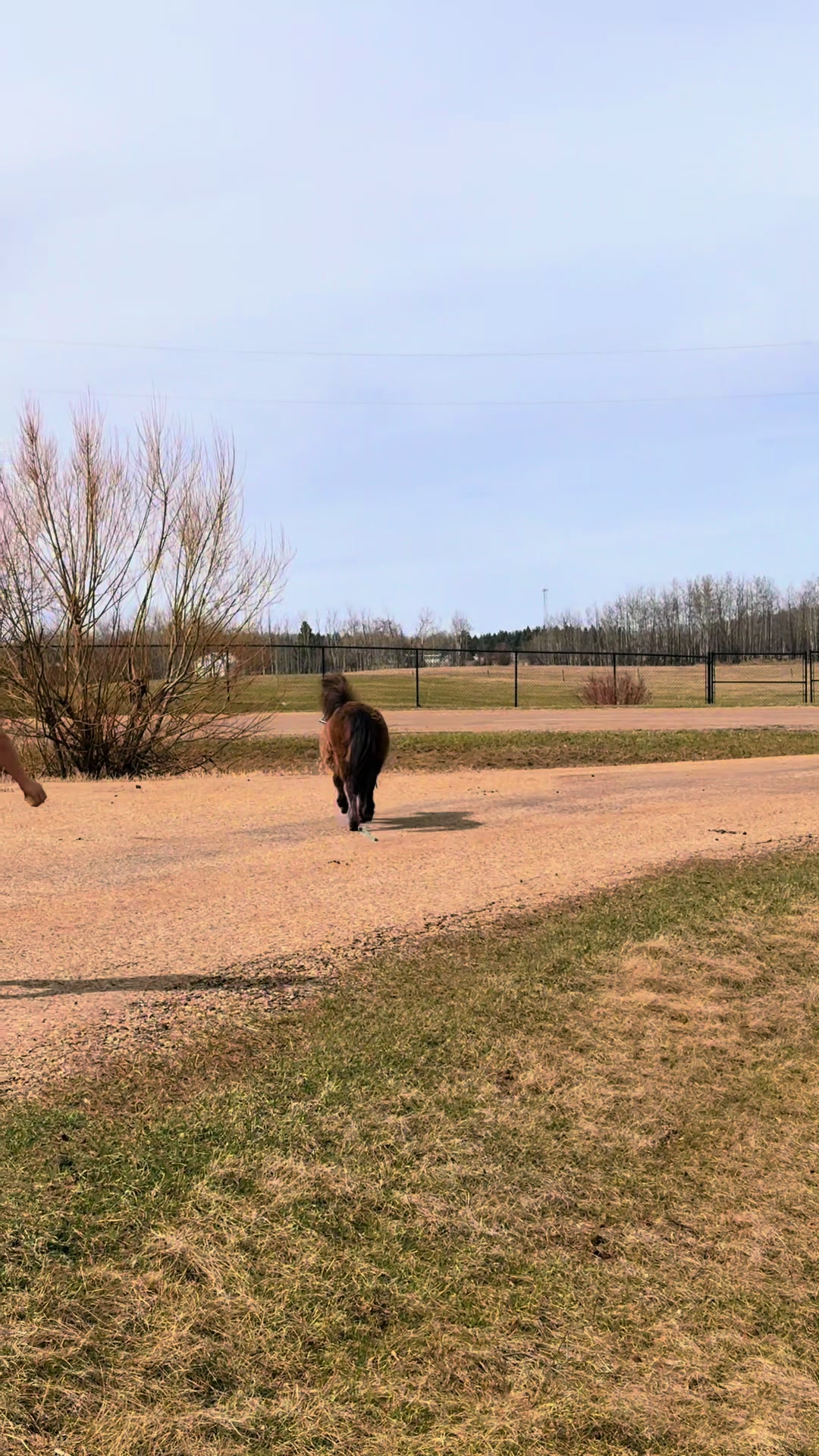 @Ferally Fowl Farmstead