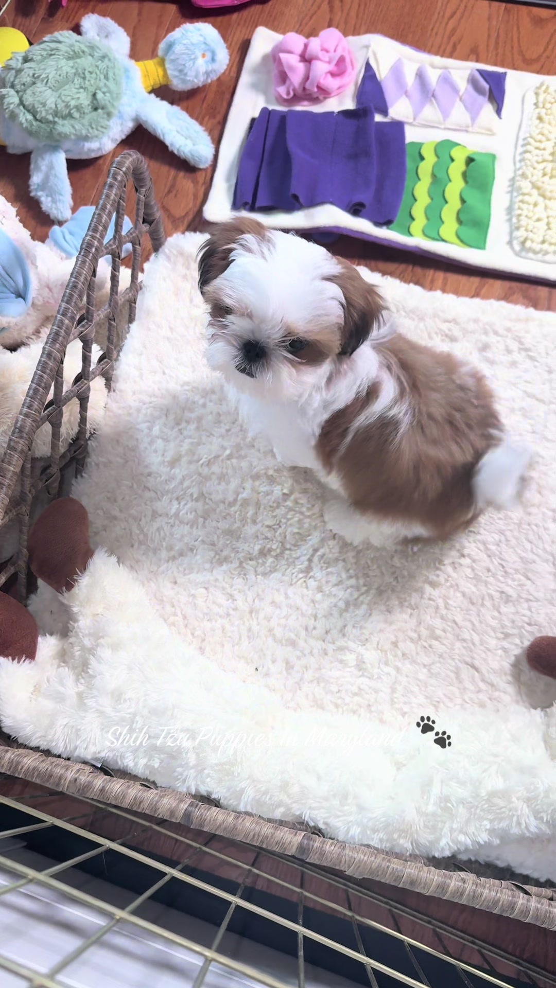 @Shih Tzu Puppies in Maryland