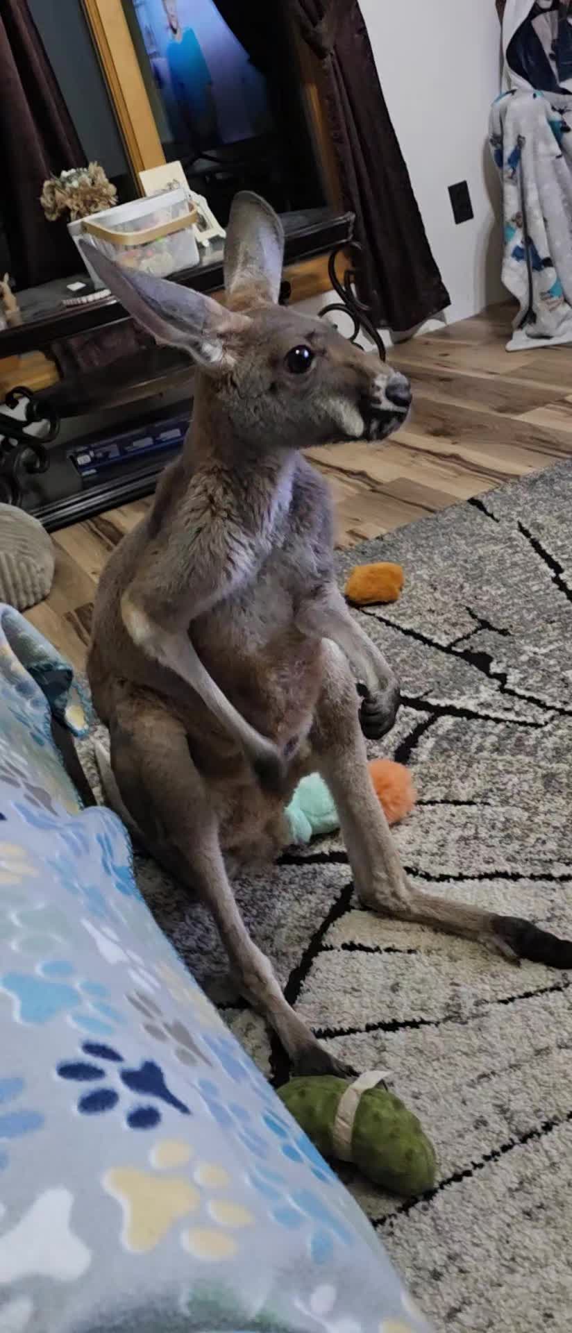 @Penny the Kangaroo 🦘