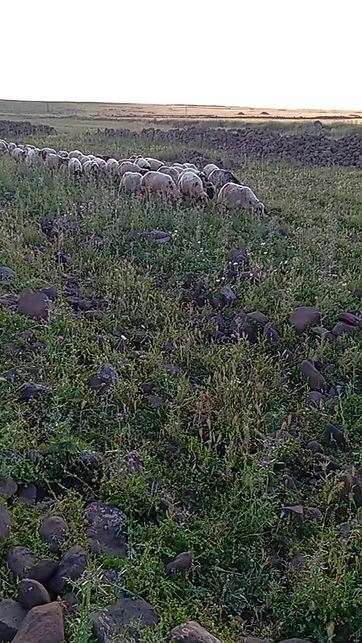 @MEMOLİ 82 21