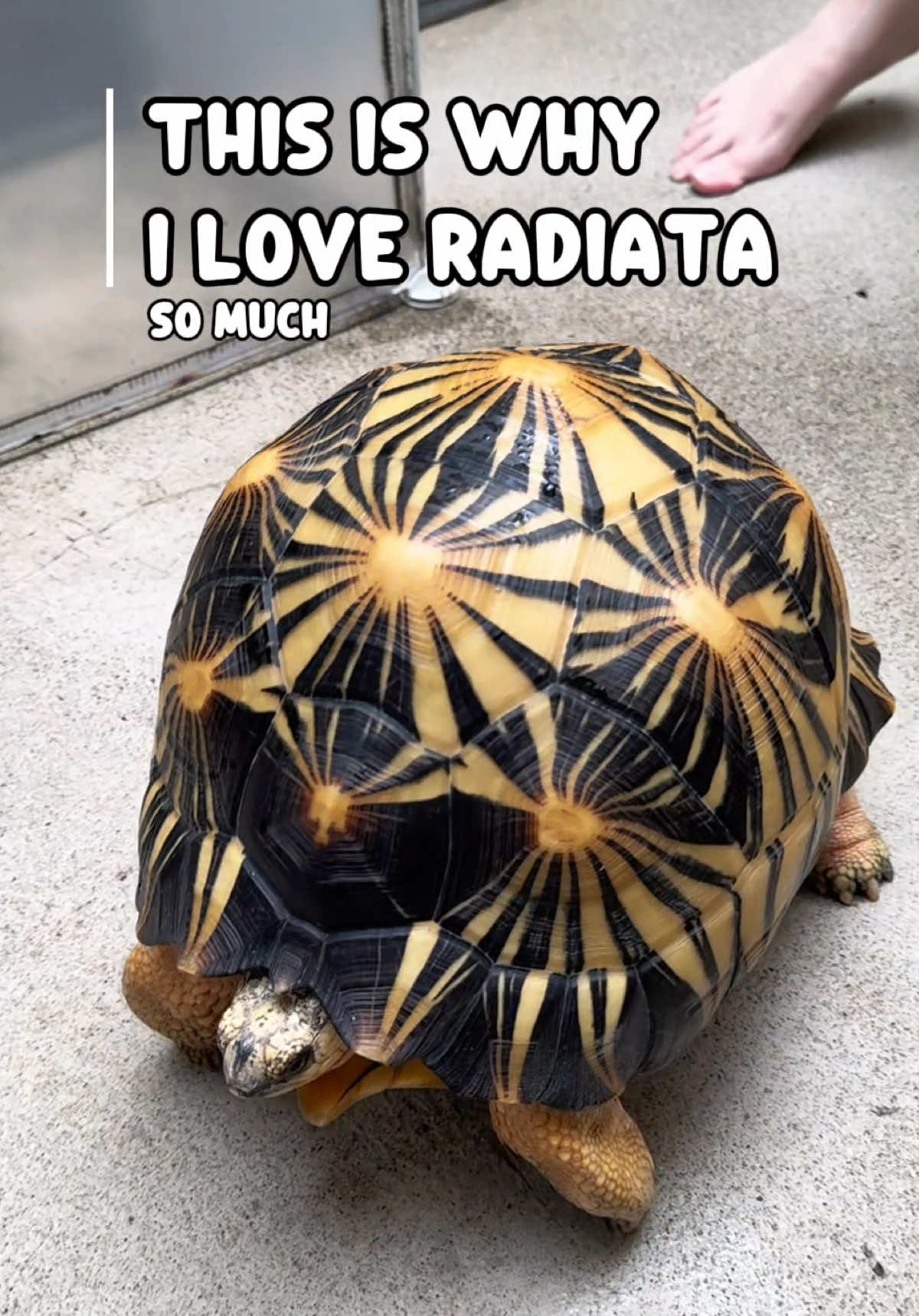 @Tortoisesworld