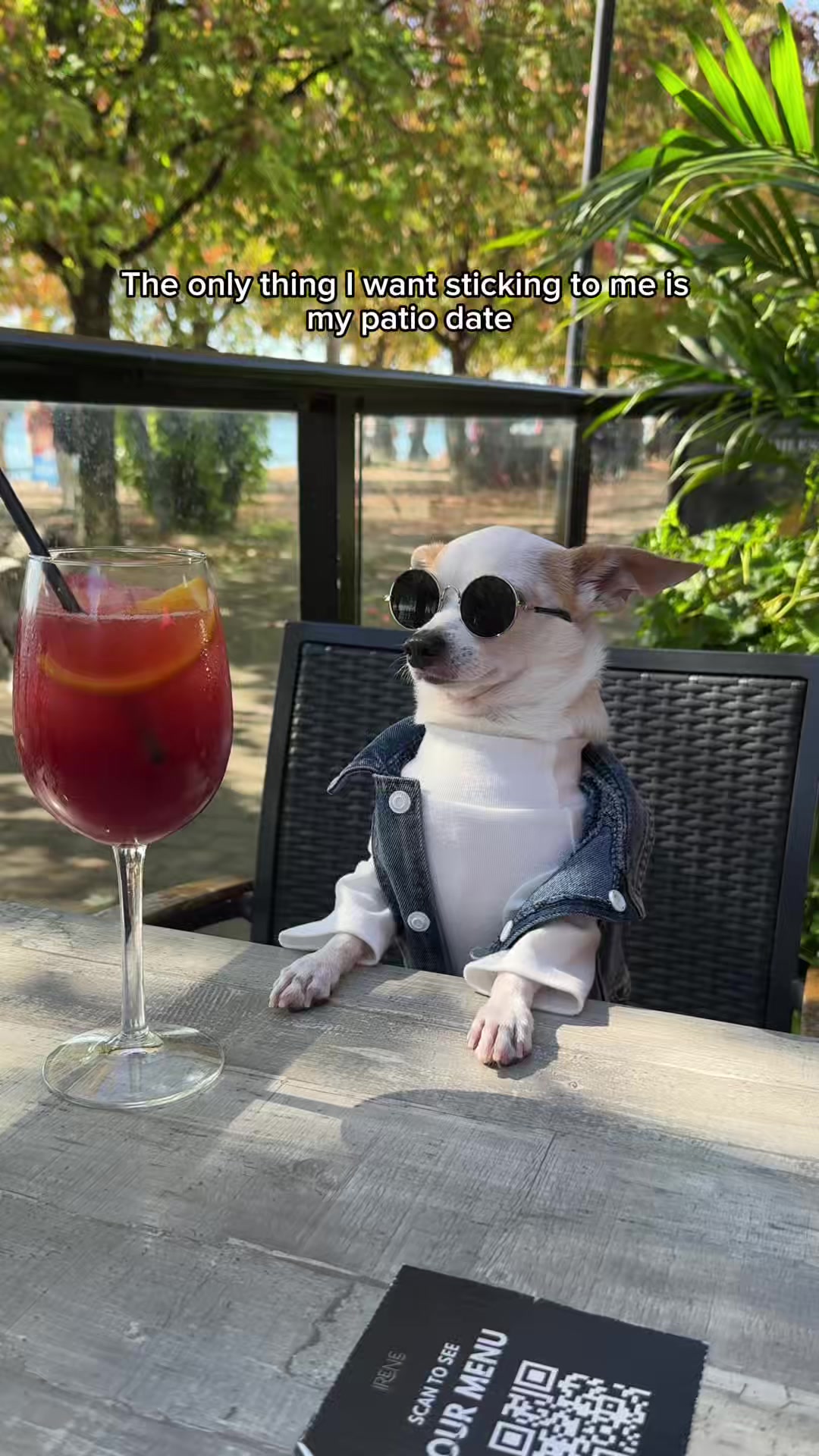 @Bao the Chihuahua