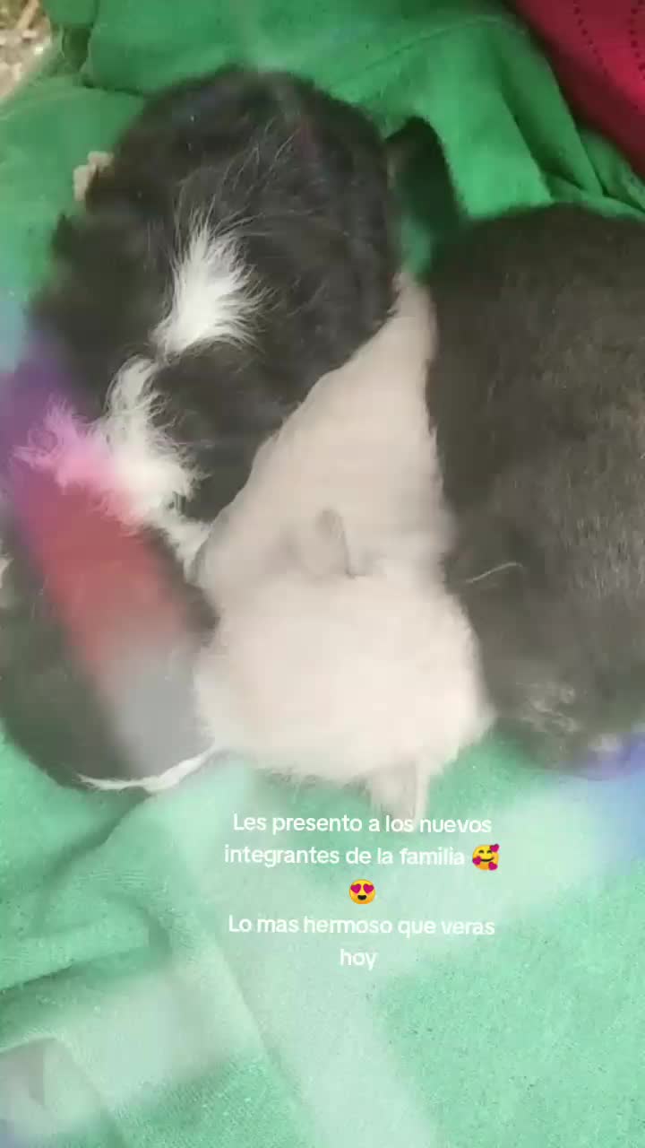 @https://www.tiktok.com/@bachit