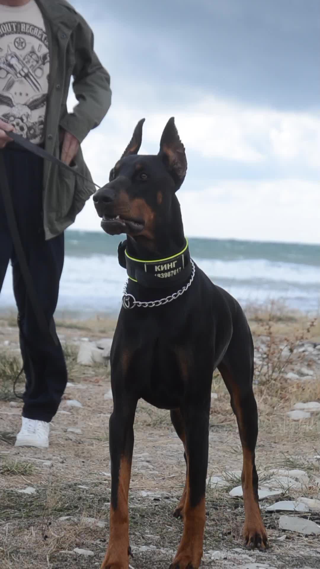@• doberman King •