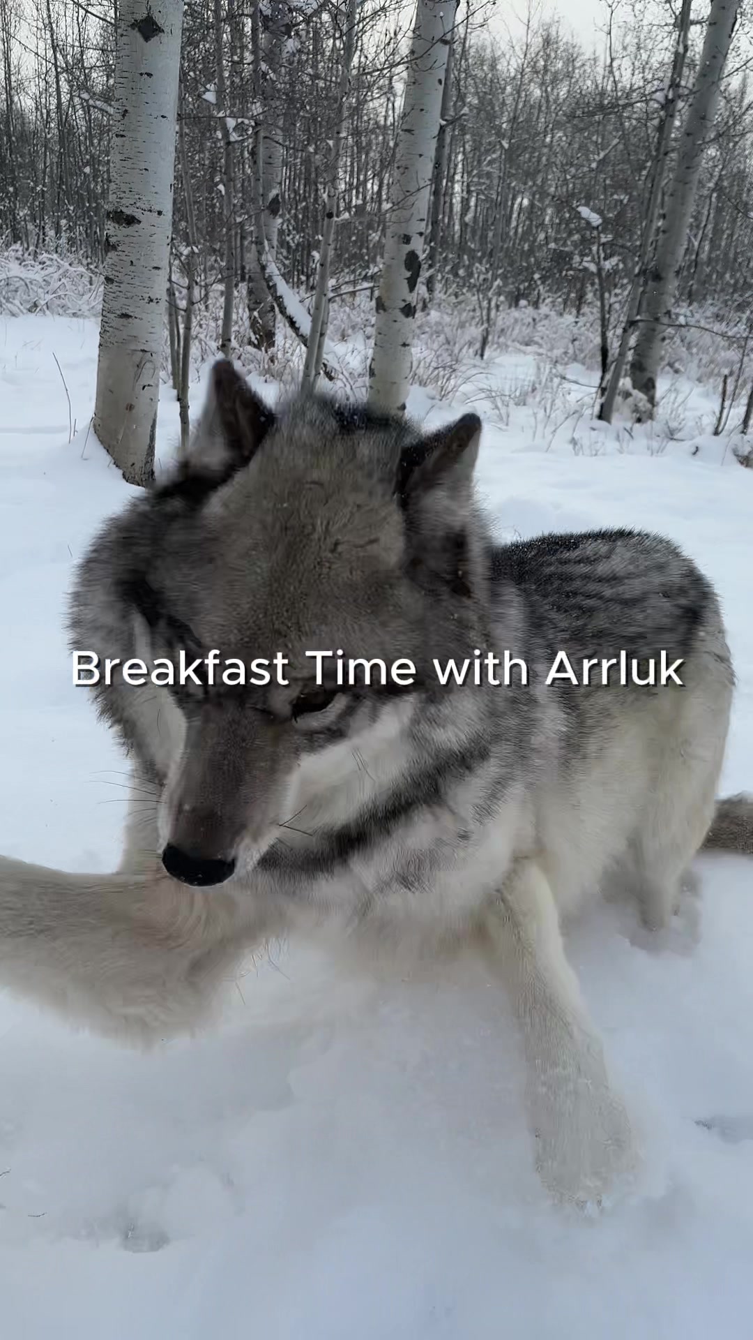 @Yamnuska Wolfdog Sanctuary