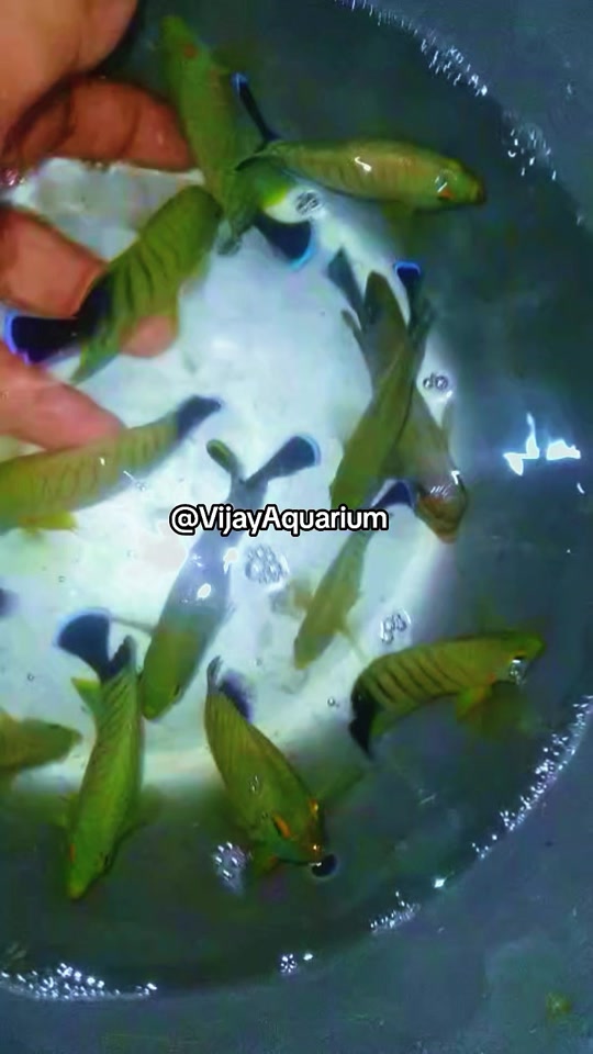 @Vijay Marine