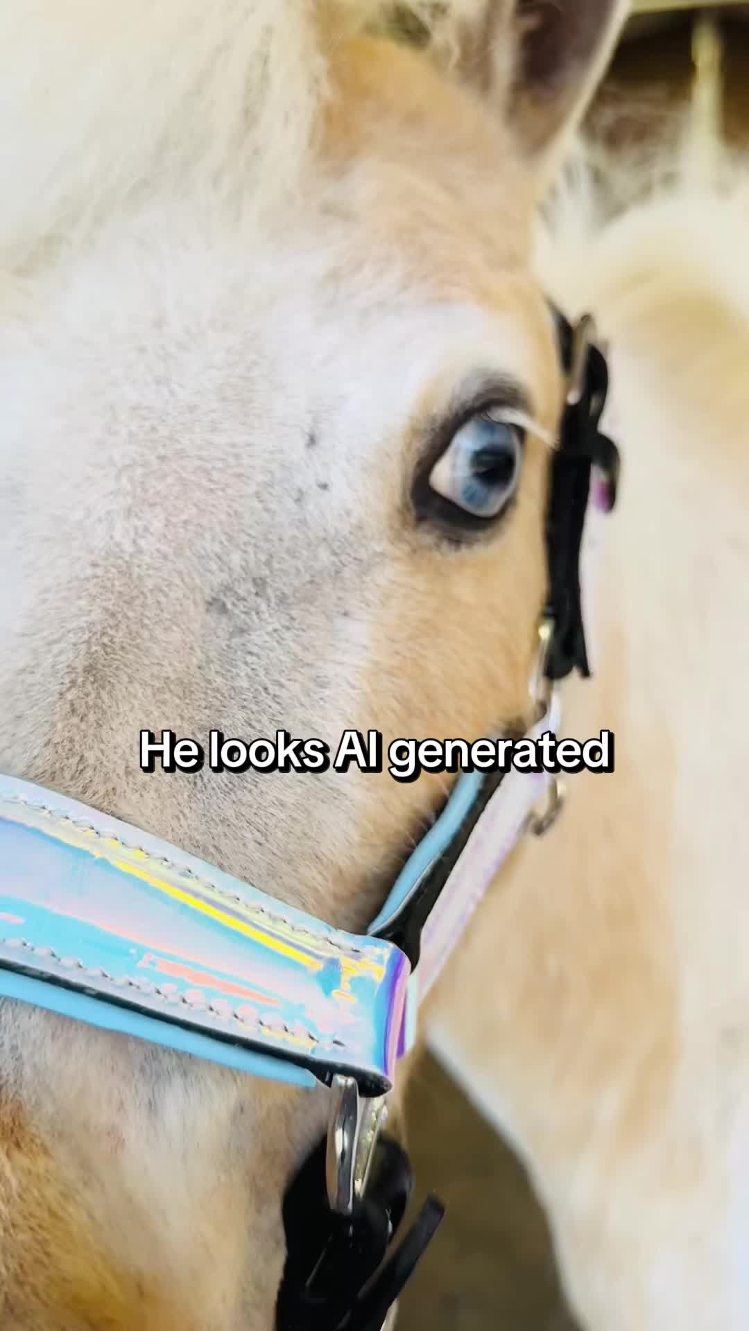 @Star Point Horsemanship
