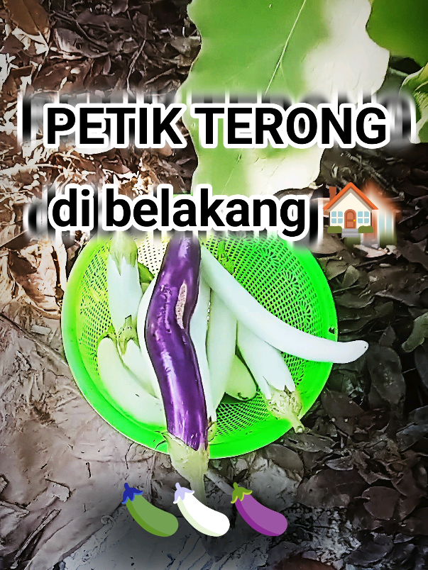 @AKITONORPELLES