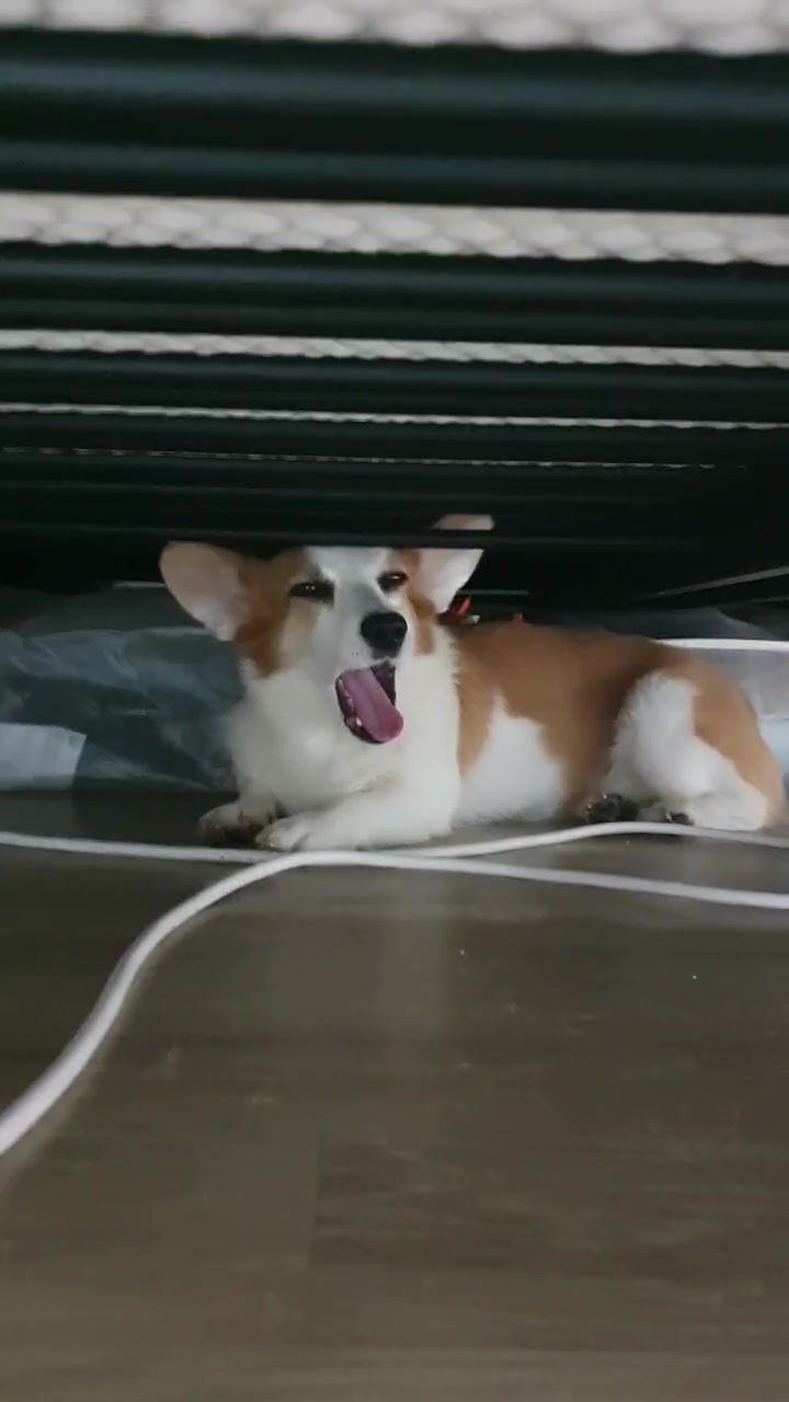 @레몬바라보리