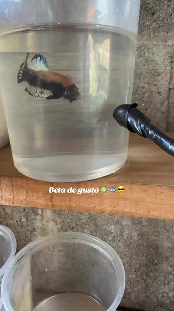 @Bullin la 101 ๐ฆต๐ฆถ๐ช๐ต๐ฅโ๐ฅ