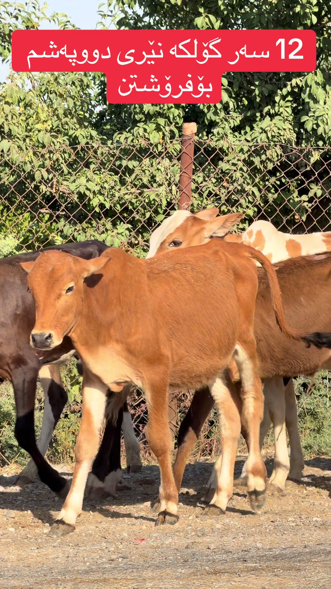 @مەیدانی ئاژەڵانی محمد 🐄🐂