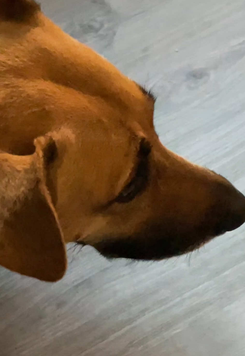 @Roxie the Dog🩷🐶🐾