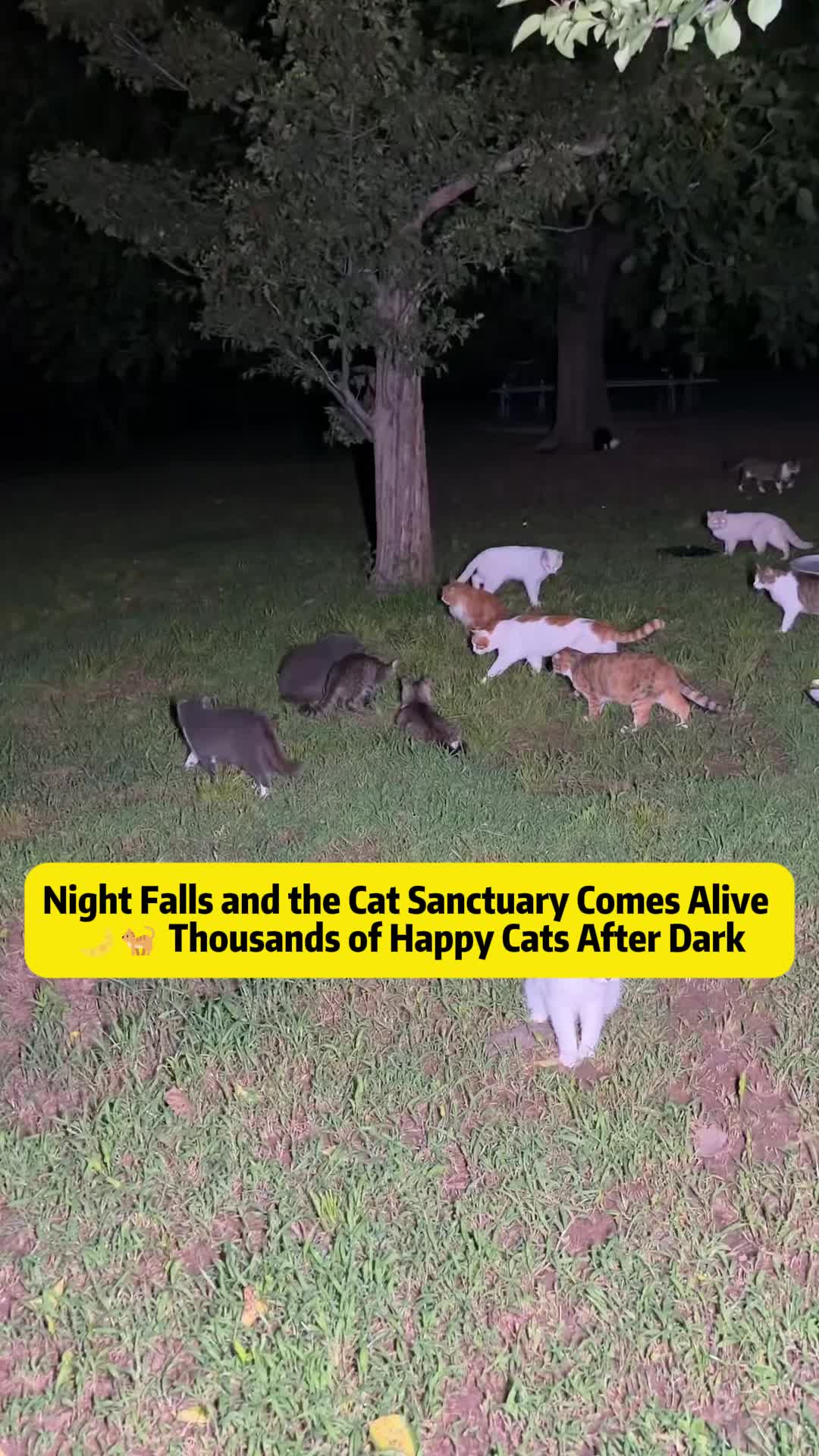 @Stray Cat Talkz