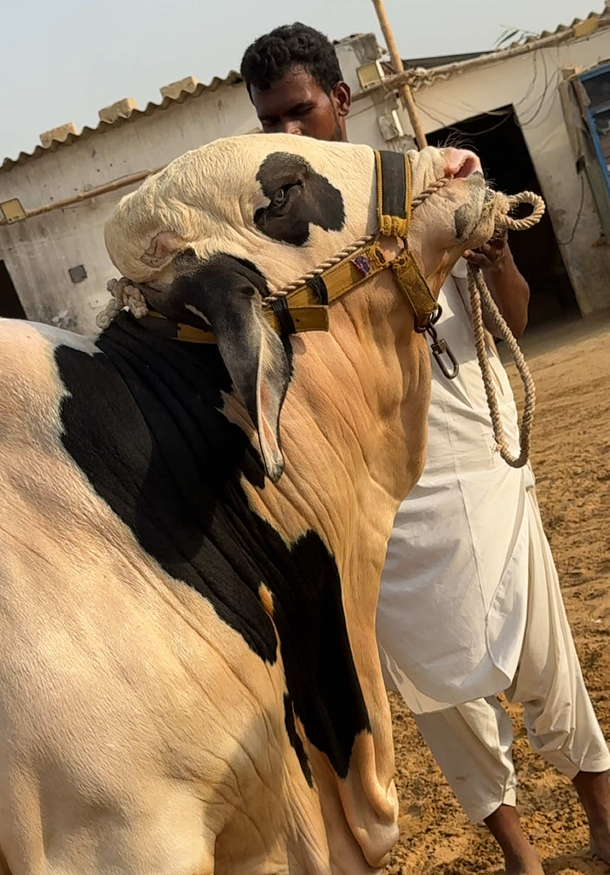 @Karachi Bull lovers