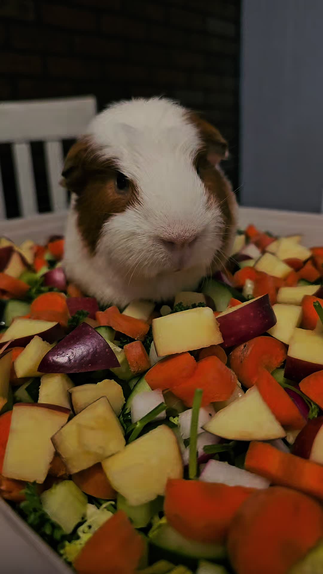 @♡GuineaPiggy♡