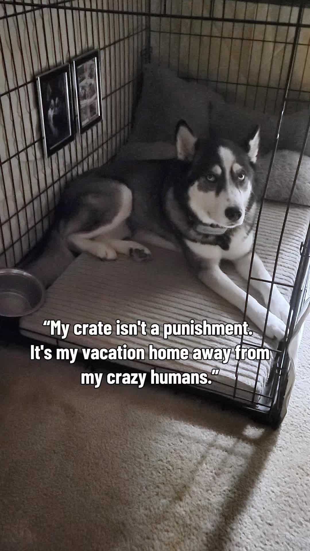 @the Hussey Husky