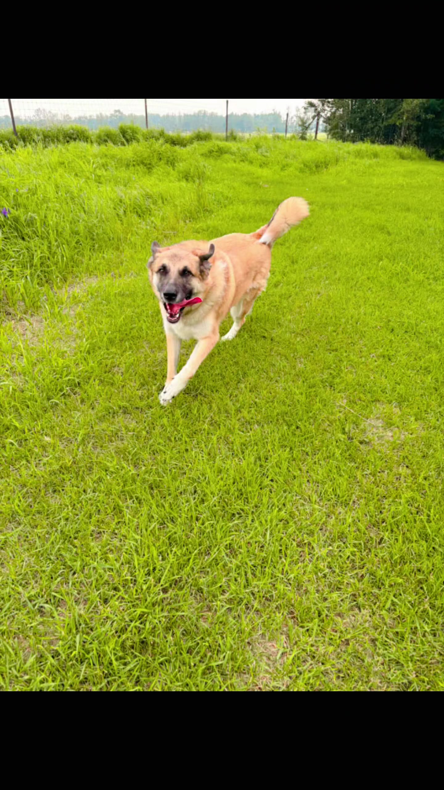 @Awesome Pawsome Ranch