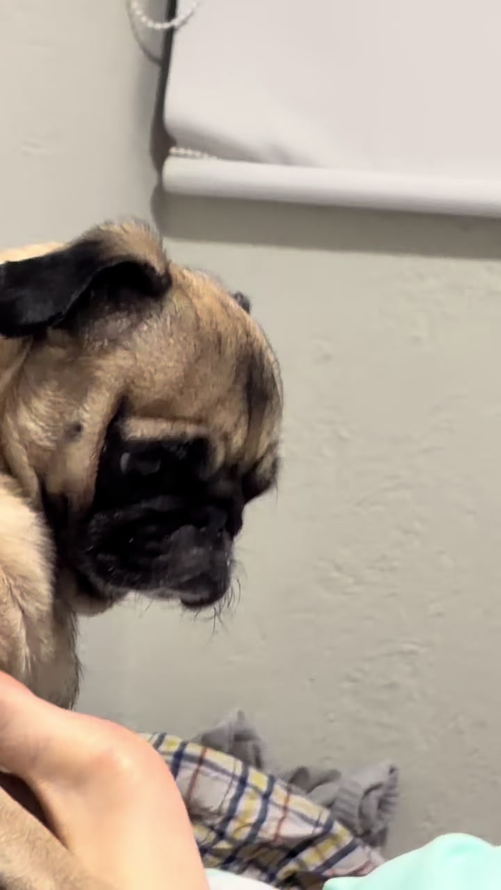 @Emma la Pug