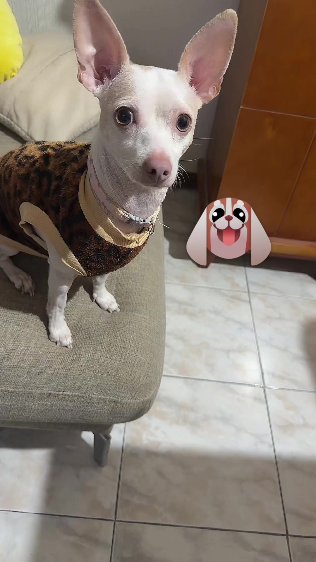 @ChannelyLuna🐕🐩