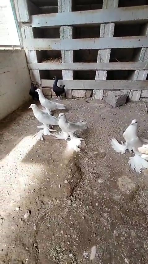 @quality.birds.ajk