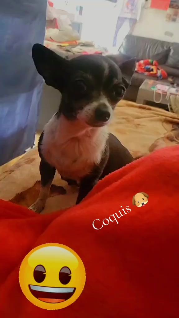 @coquis