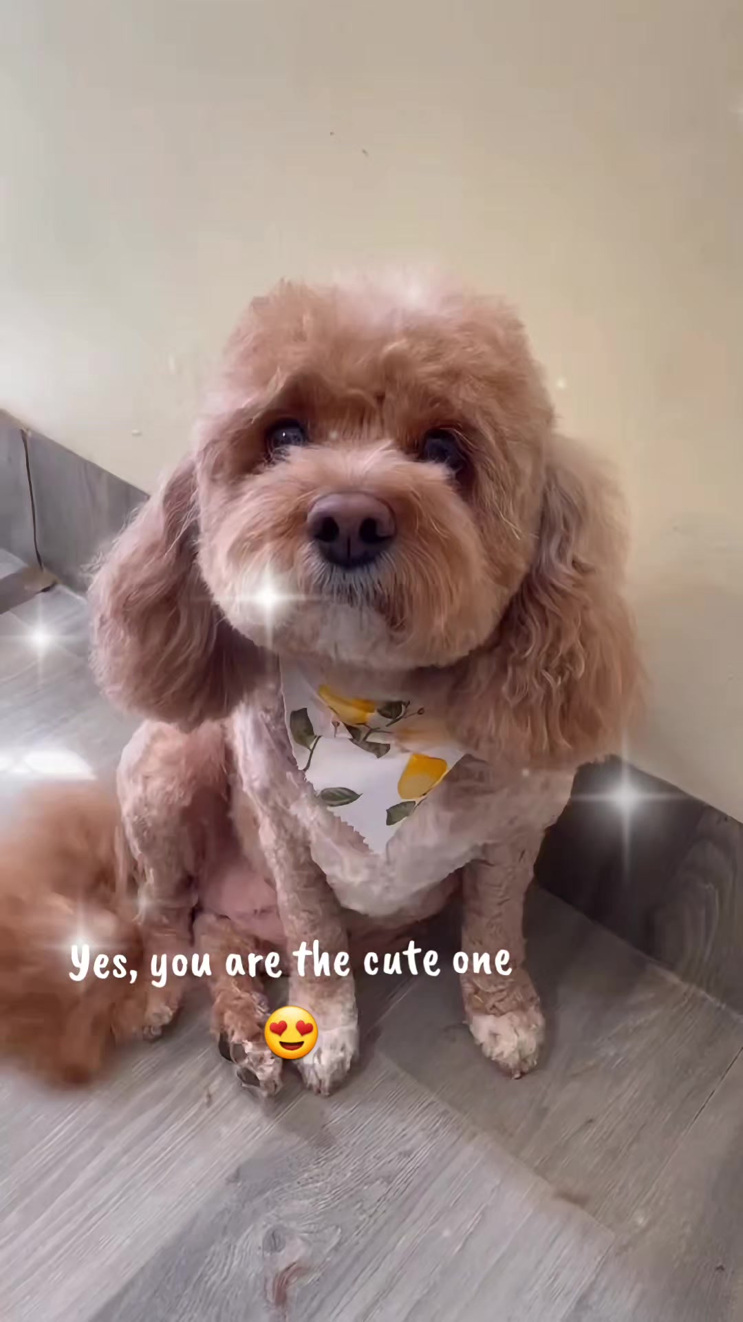@Maru Maru Pet Services