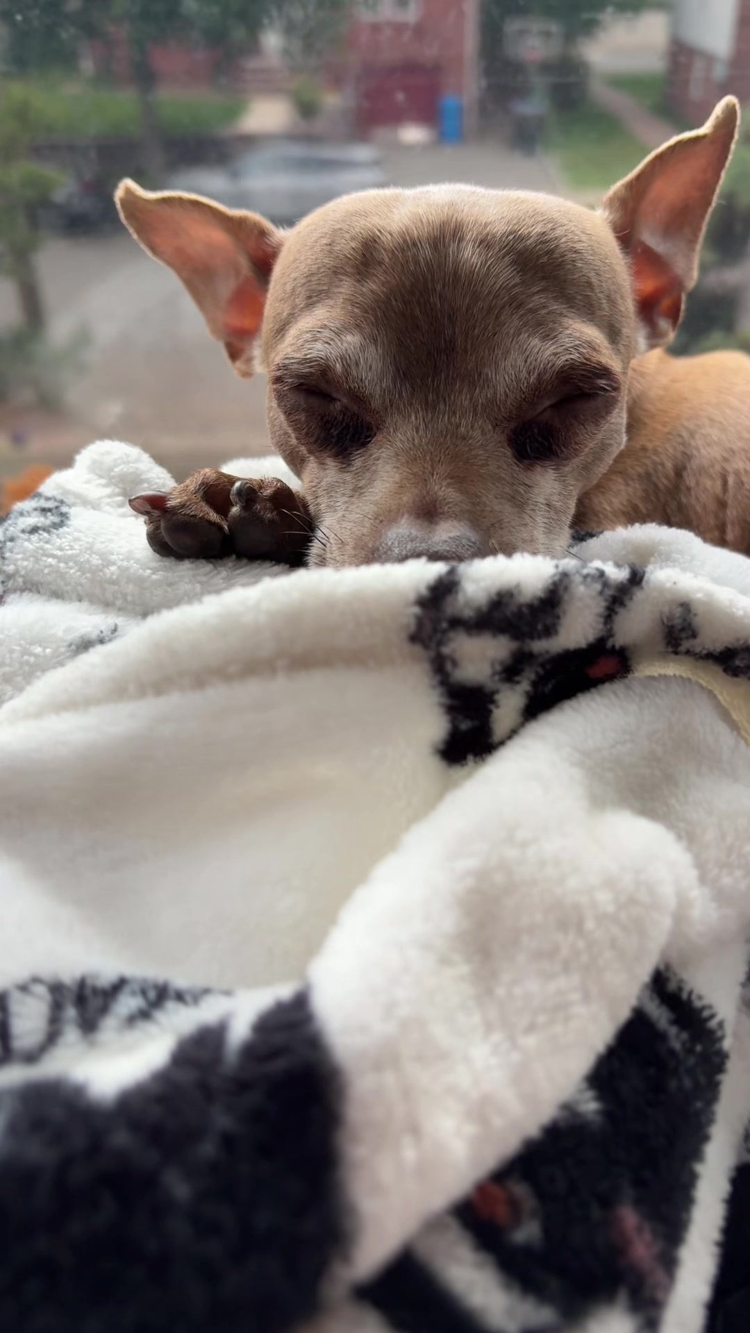 @ThePawfectDuo