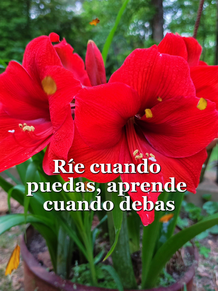 @doly.dfn