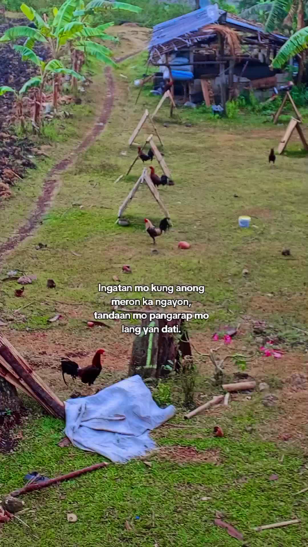 @BONALNOKK🐓