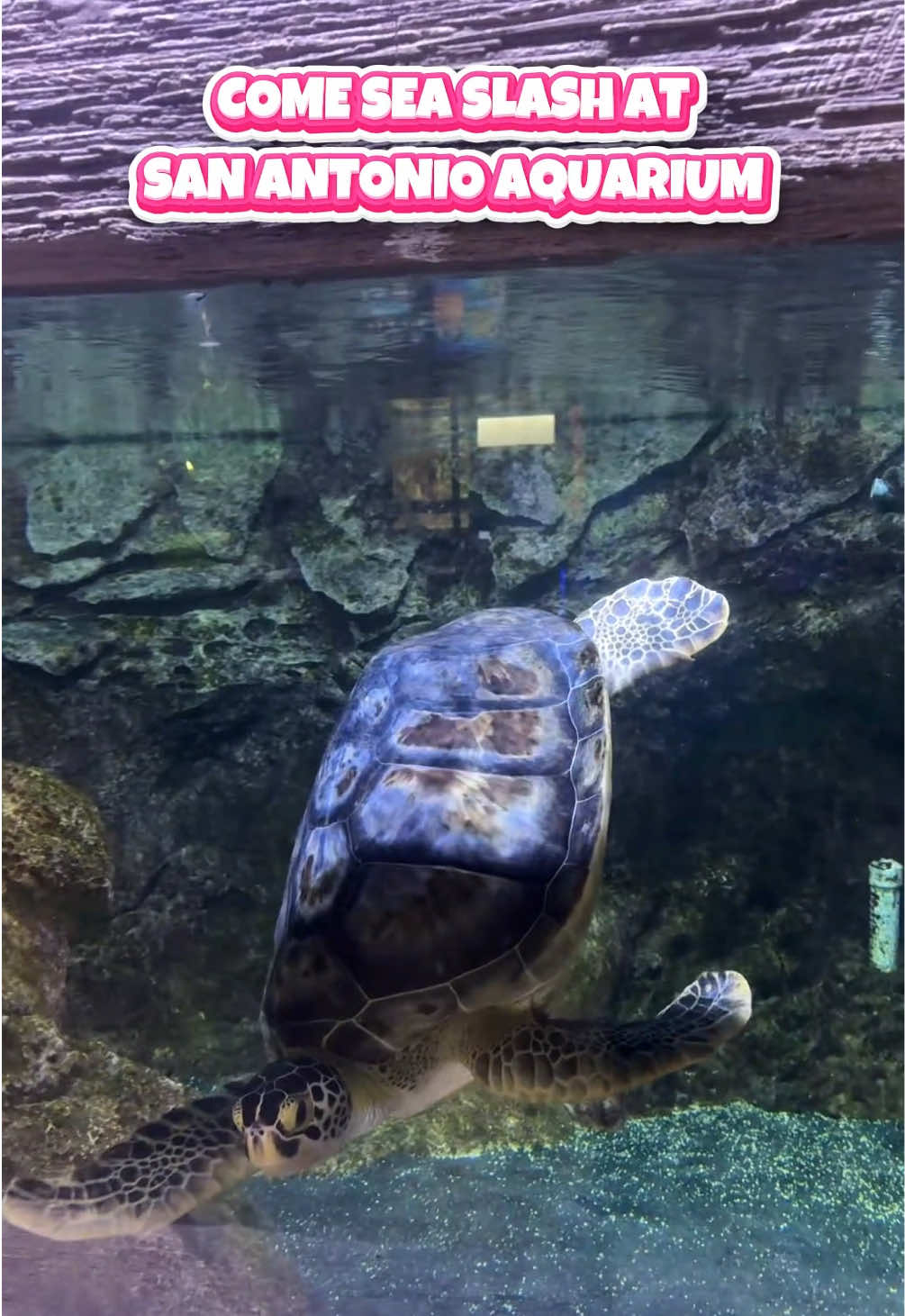 @San Antonio Aquarium